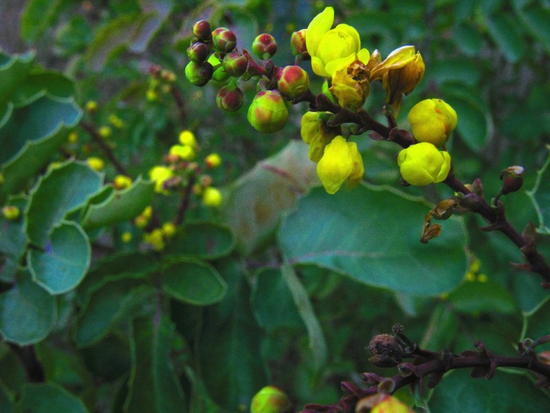 Berberis amplectens photo 3