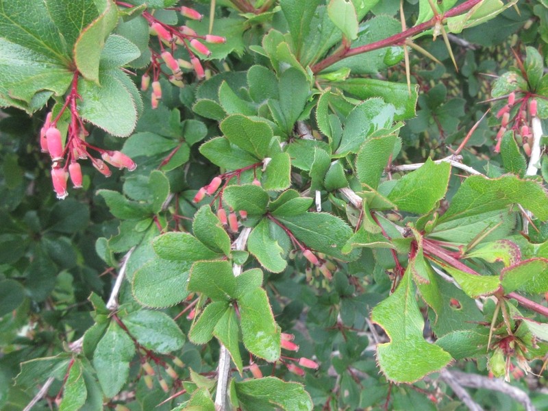 Berberis amurensis var. quelpaertensis