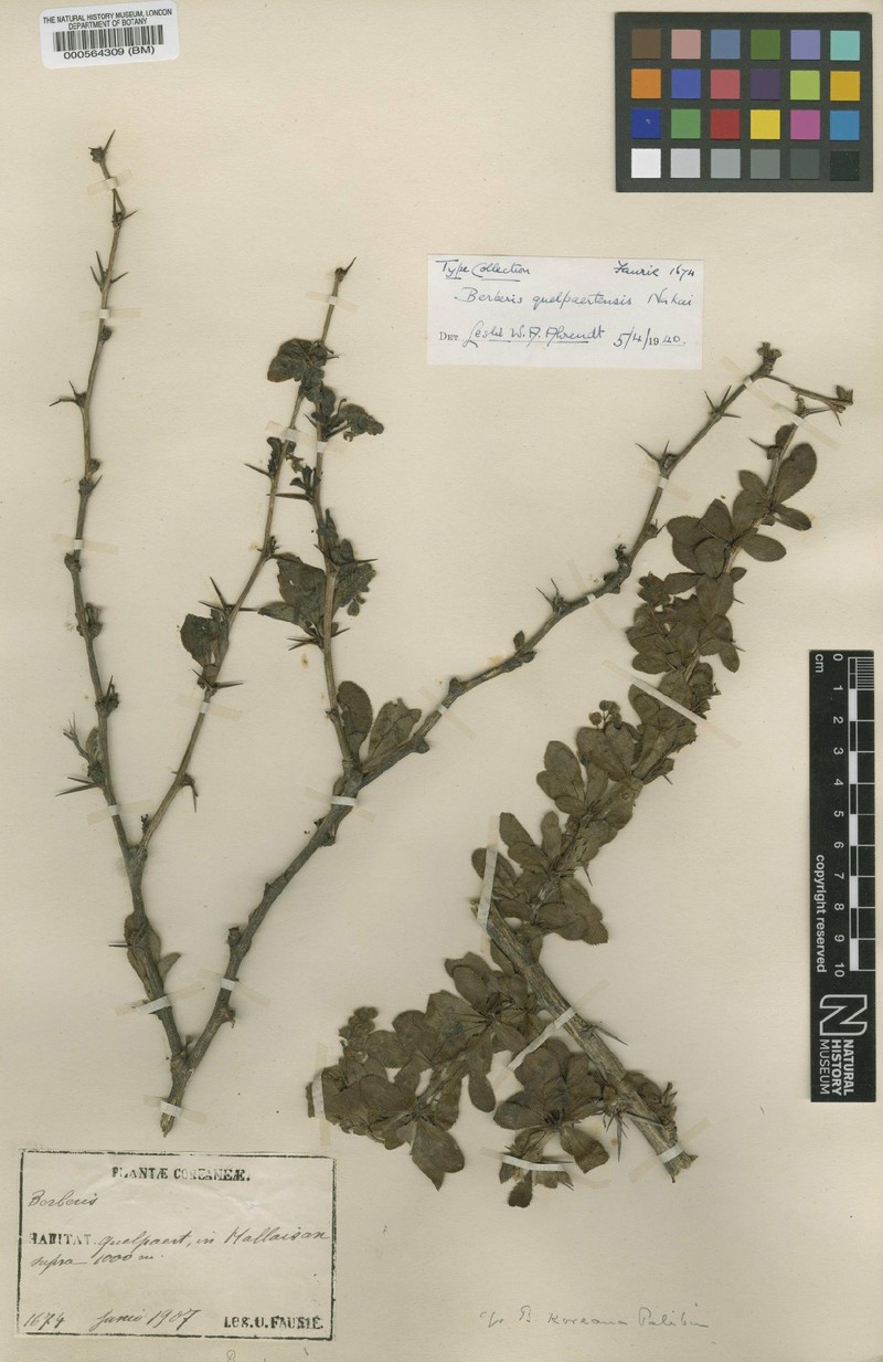 Berberis amurensis var. quelpaertensis photo 2