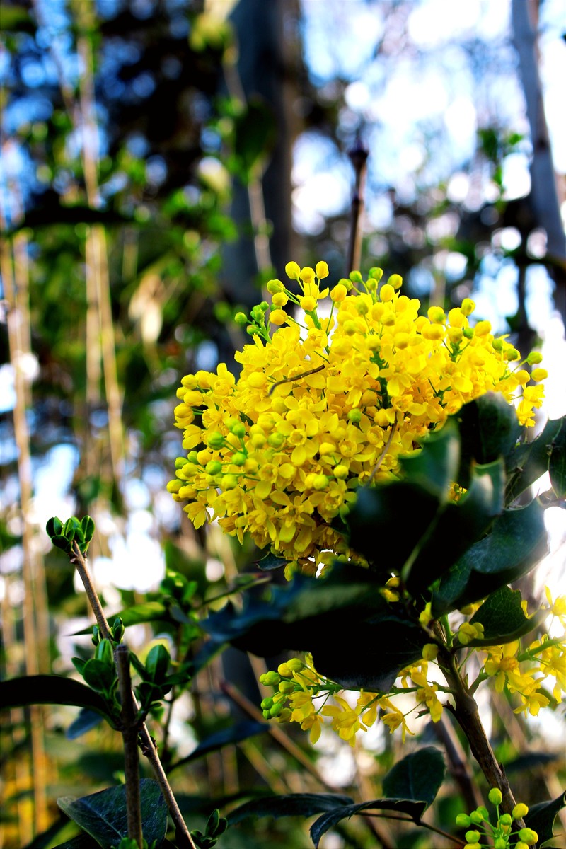 Hollyleaved Barberry