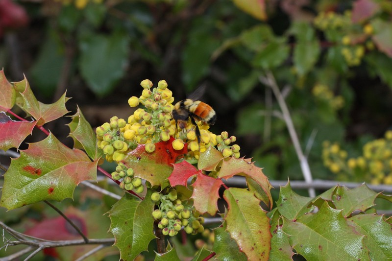 Hollyleaved Barberry photo 2