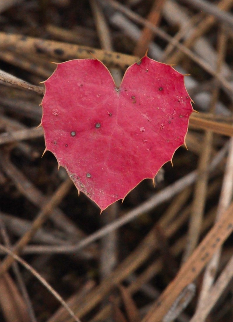 Hollyleaved Barberry photo 3