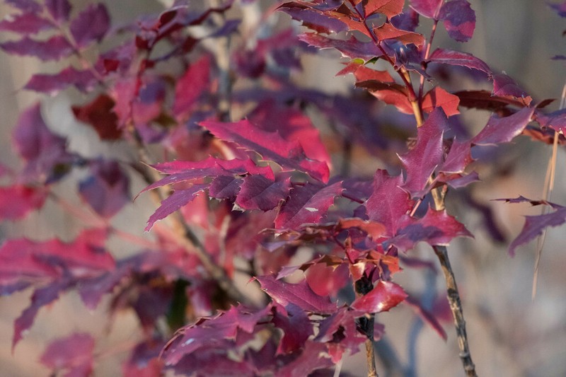 Hollyleaved Barberry photo 4