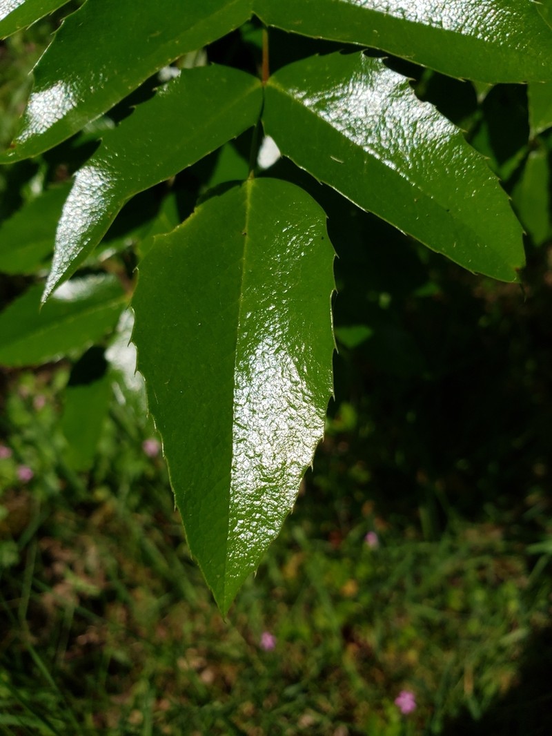 Hollyleaved Barberry photo 5