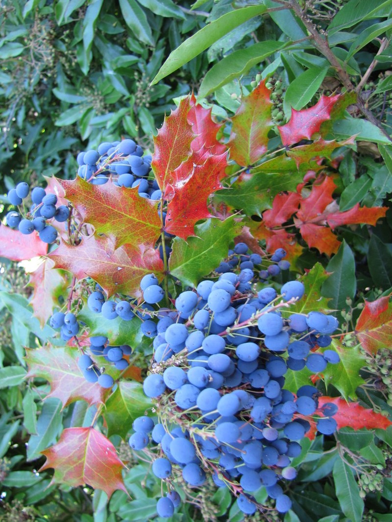 Hollyleaved Barberry photo 6