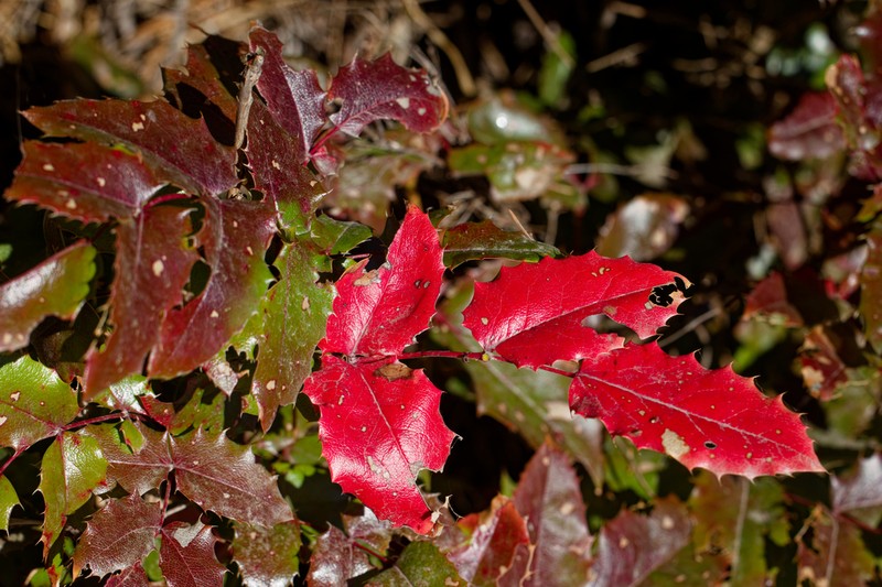 Hollyleaved Barberry photo 7
