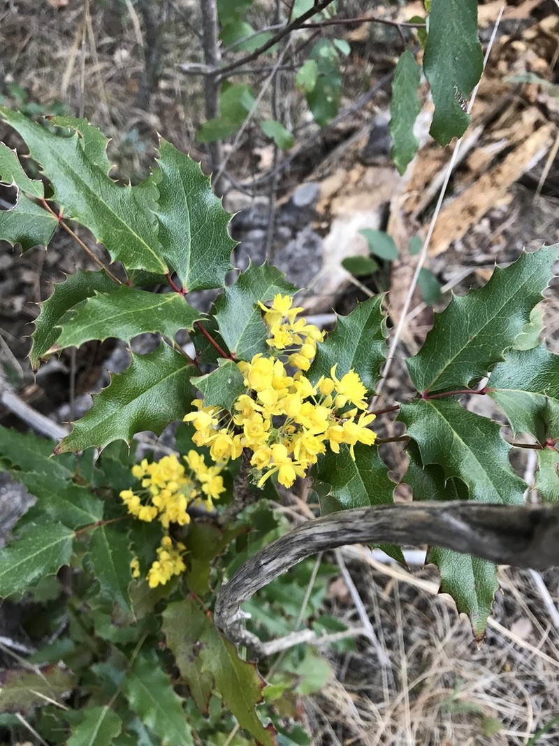 Hollyleaved Barberry photo 8