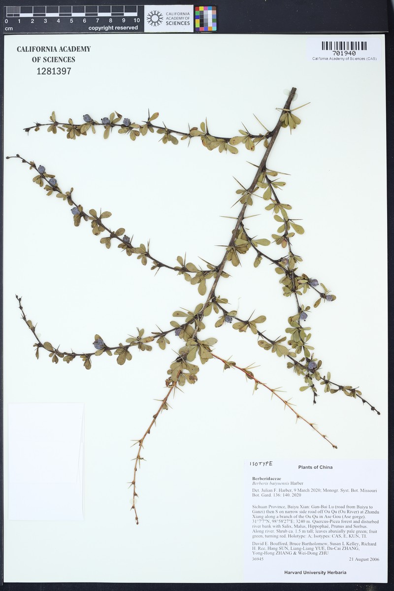 Berberis baiyuensis