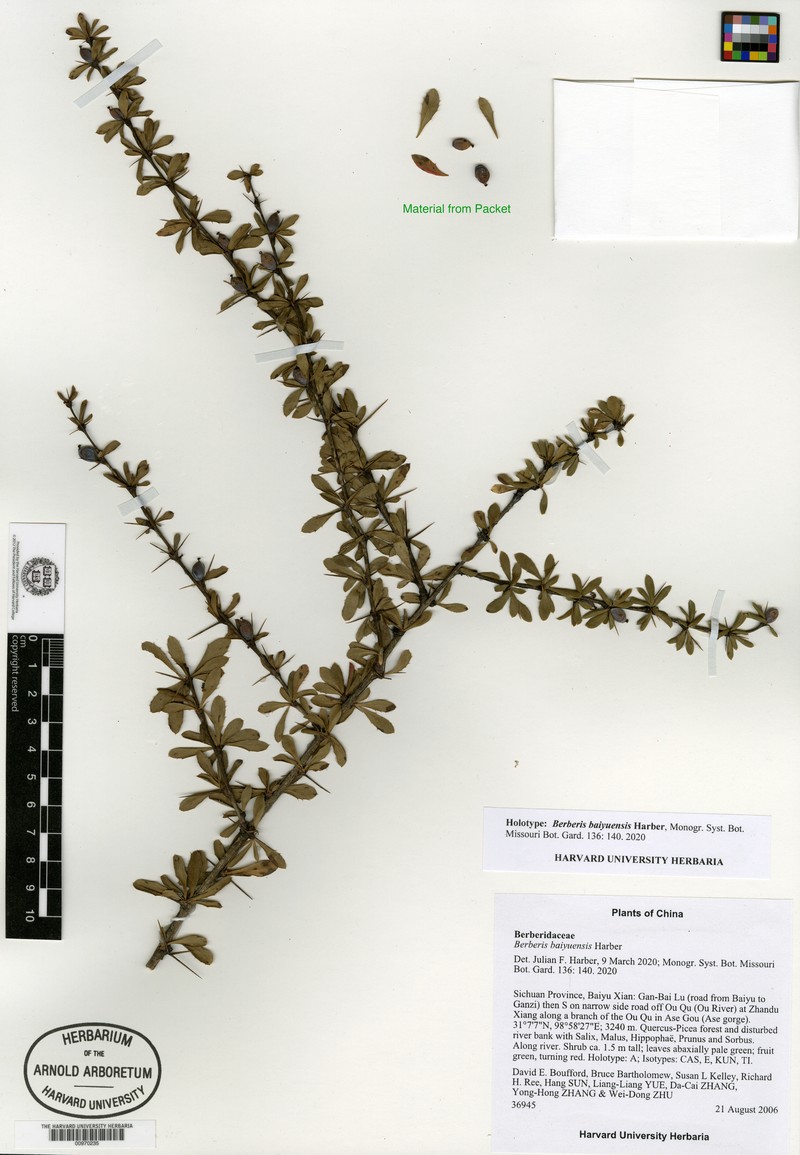 Berberis baiyuensis photo 2