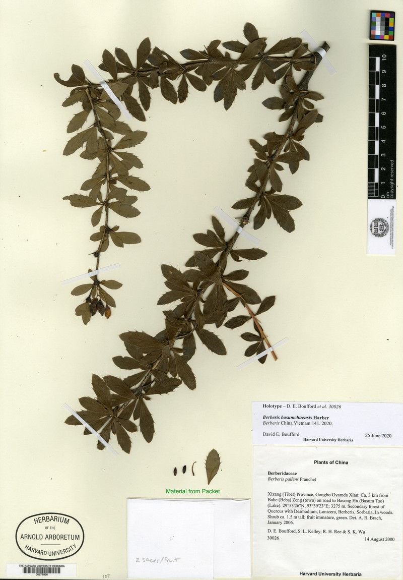 Berberis basumchuensis