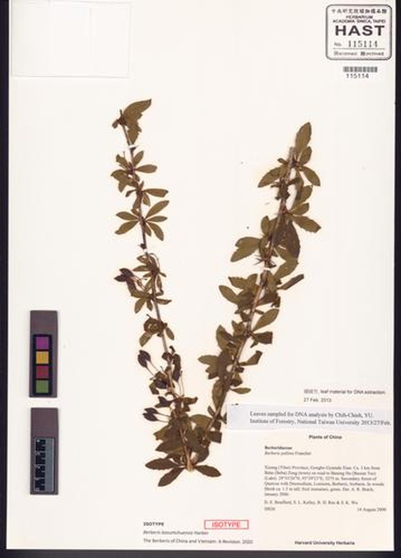 Berberis basumchuensis photo 2