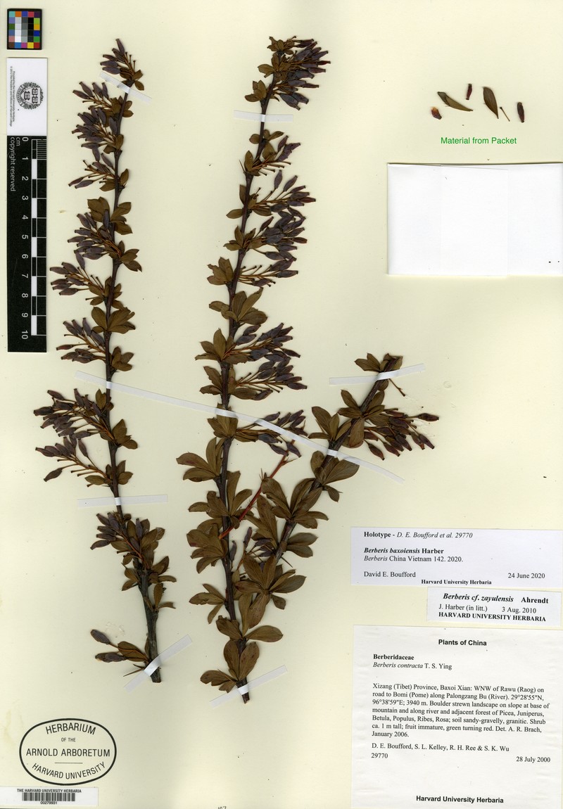 Berberis baxoiensis