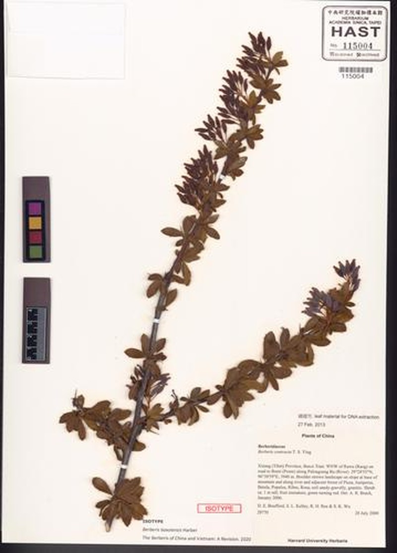 Berberis baxoiensis photo 2