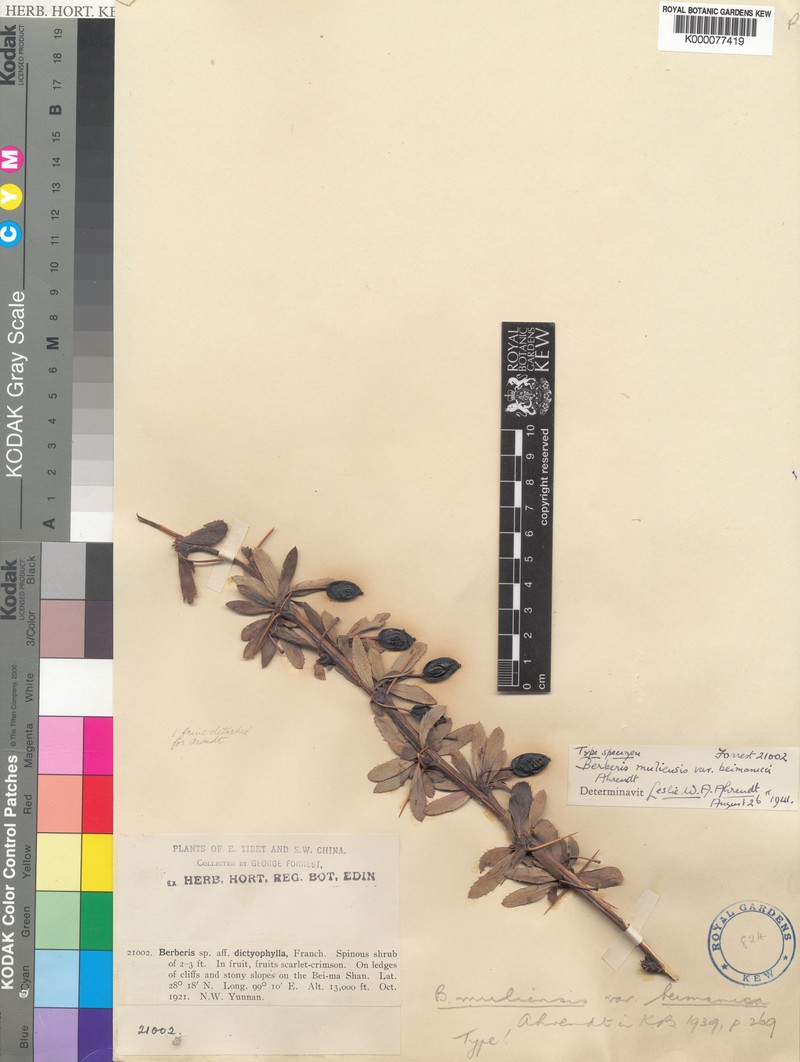 Berberis beimanica