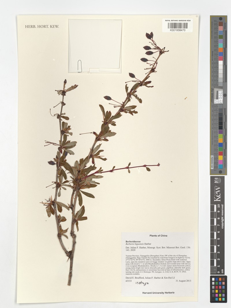 Berberis biguensis