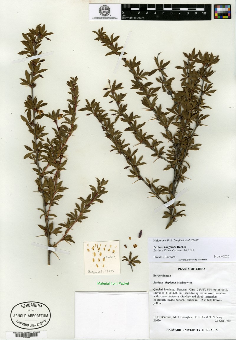 Berberis bouffordii