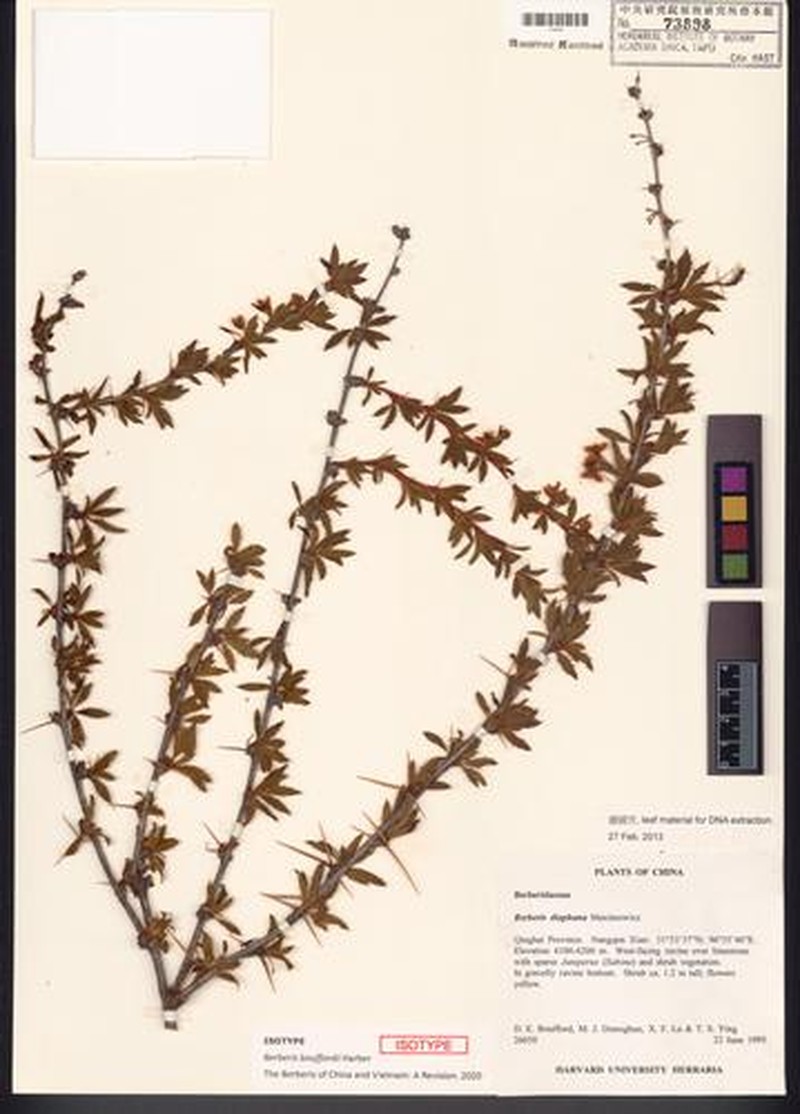 Berberis bouffordii photo 2