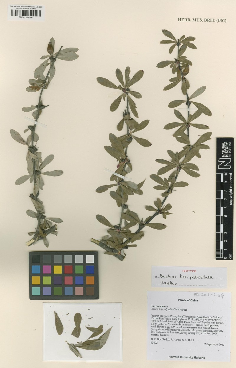 Berberis brevipedicellata