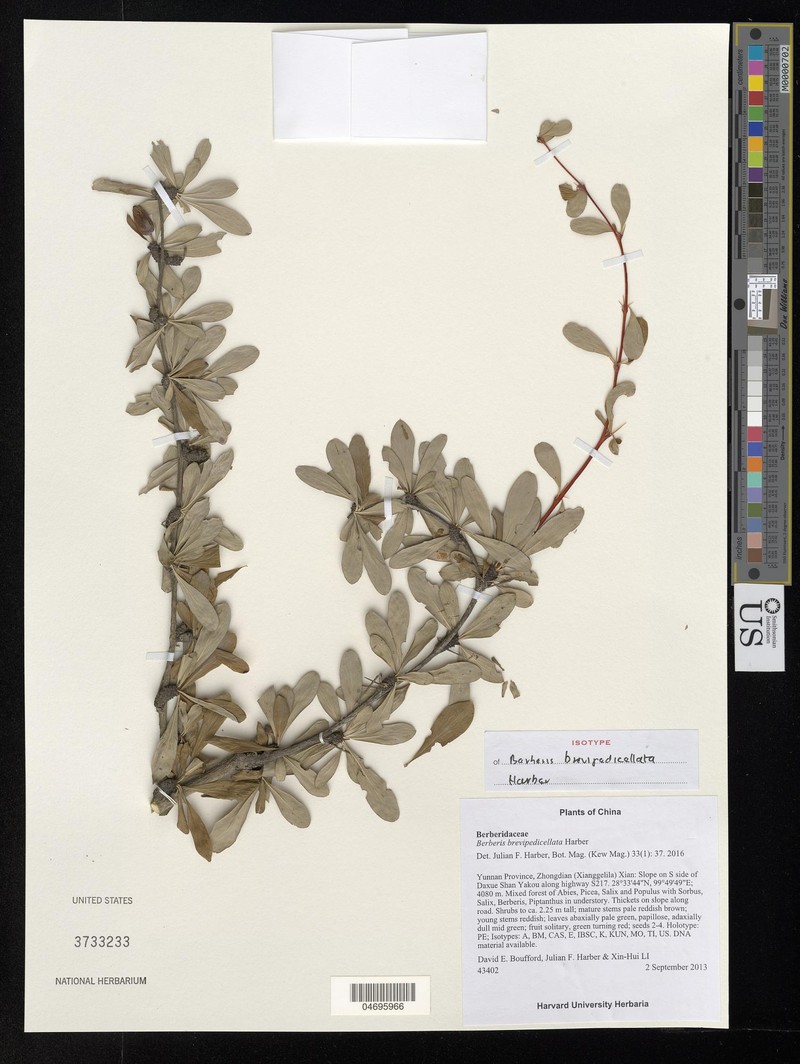 Berberis brevipedicellata photo 2