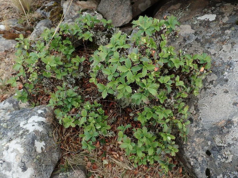 Berberis calilehua