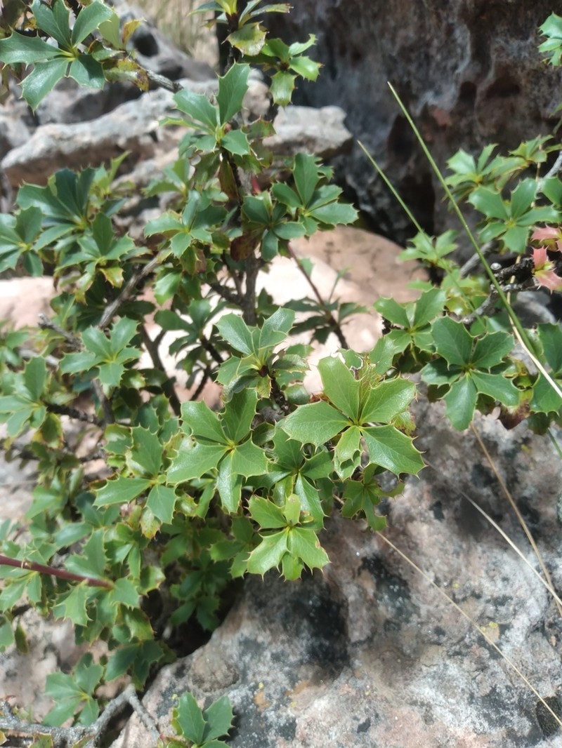 Berberis calilehua photo 2