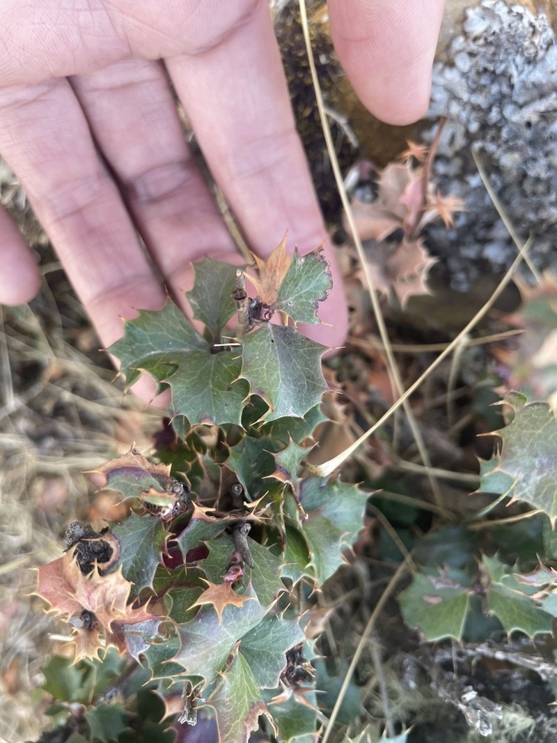 Berberis calilehua photo 3