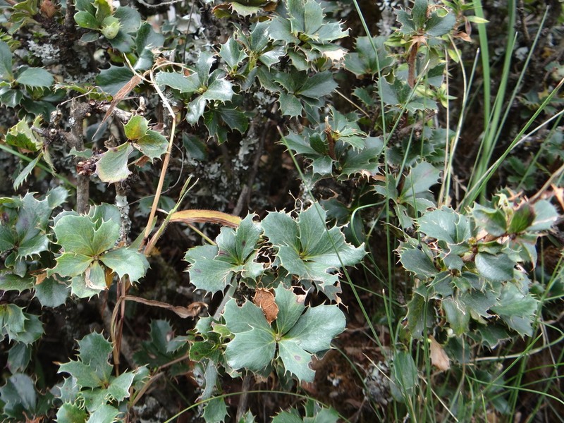 Berberis calilehua photo 4
