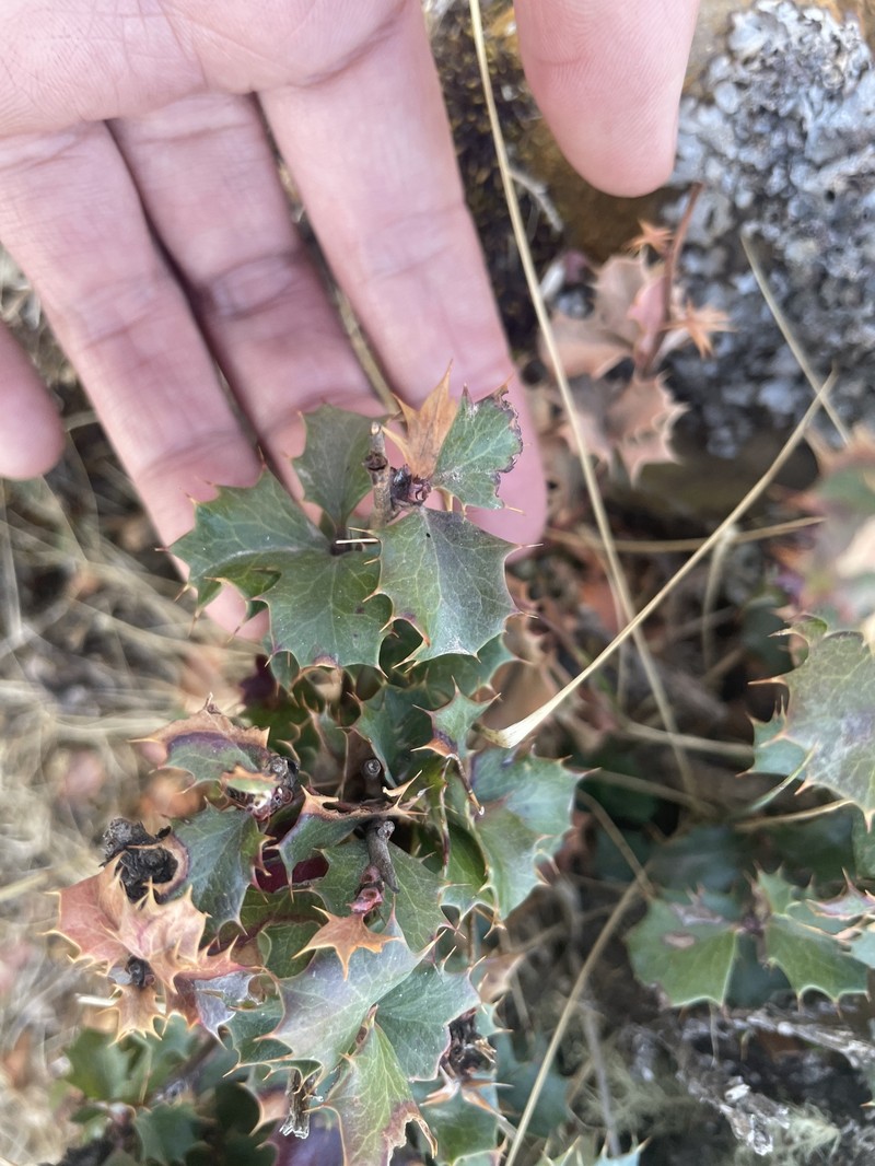 Berberis calilehua photo 7