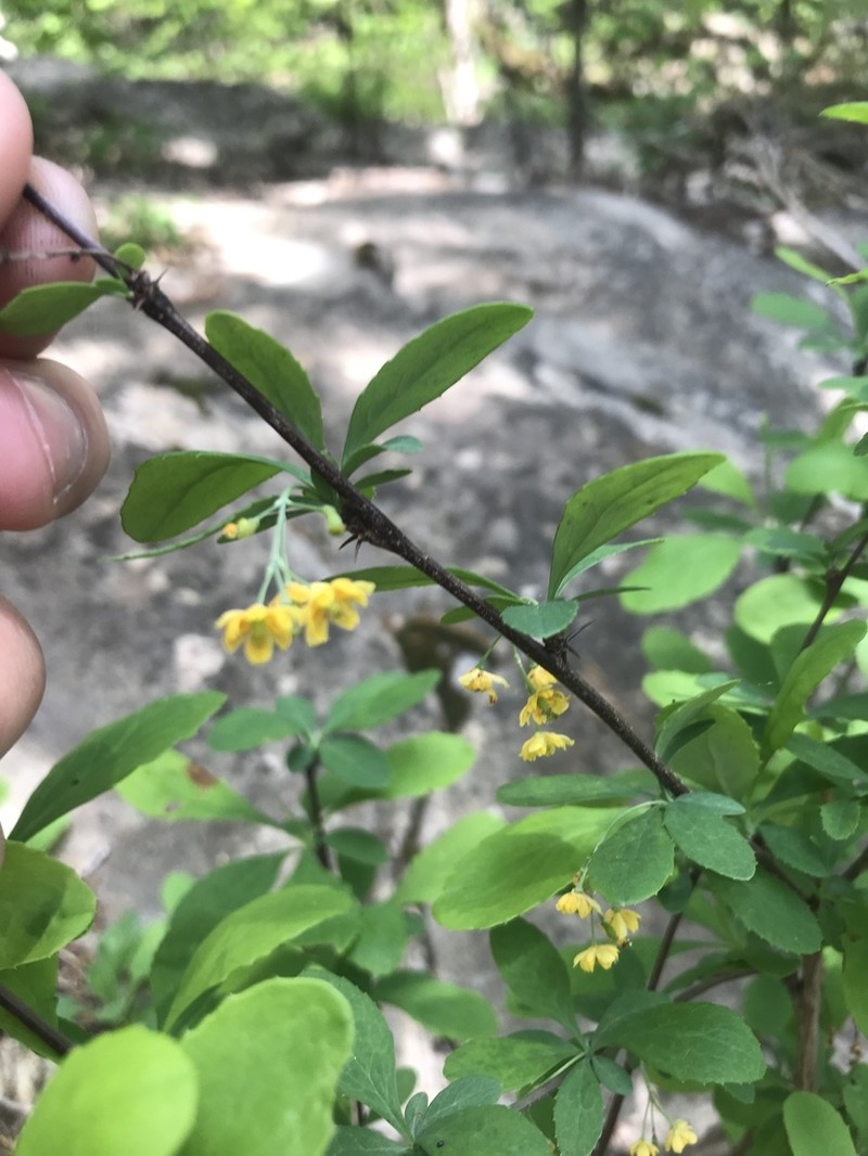 American Barberry photo 2