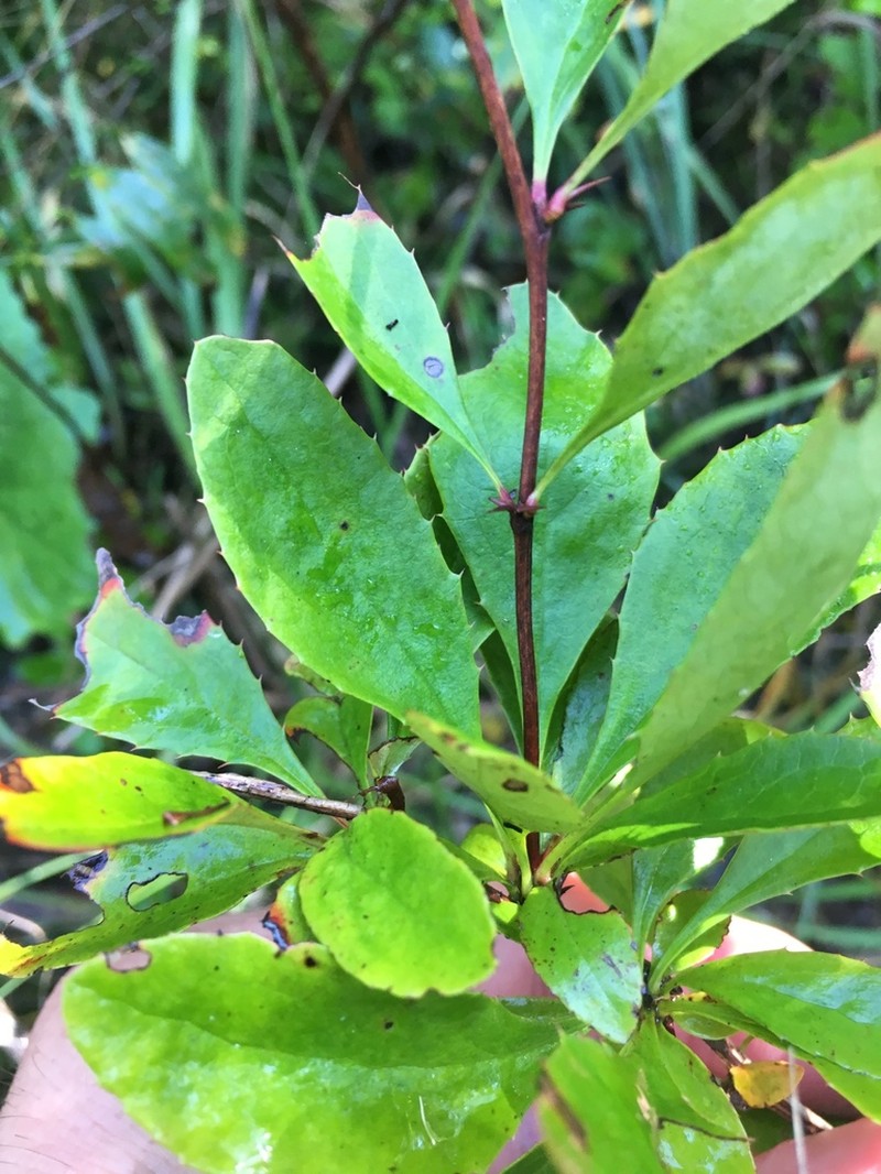 American Barberry photo 3