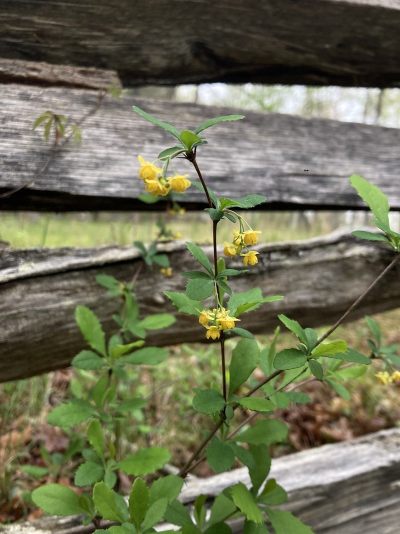 American Barberry photo 5