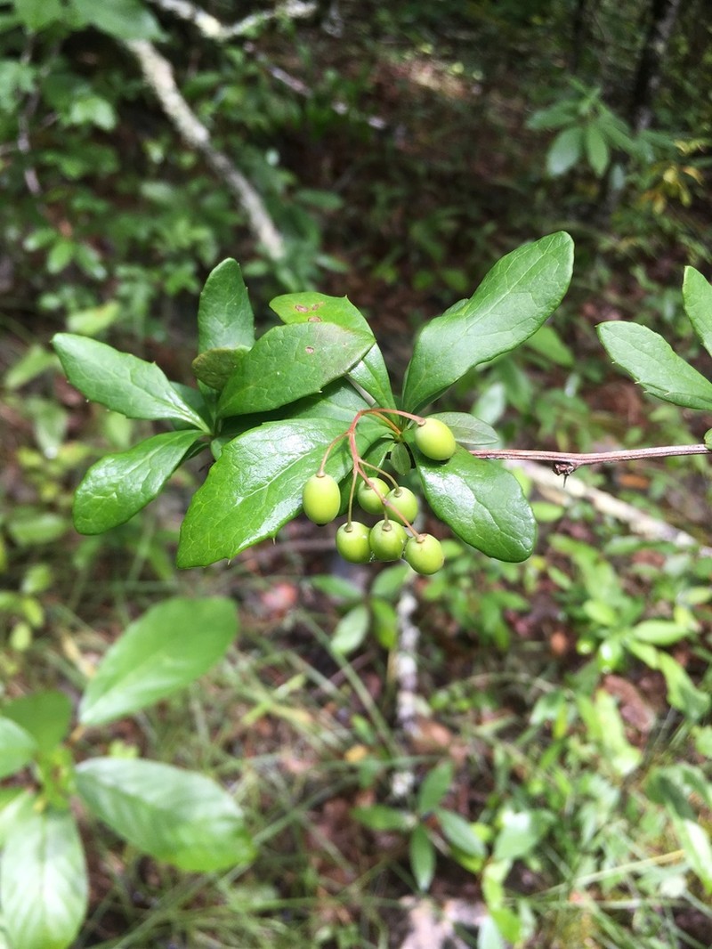 American Barberry photo 6