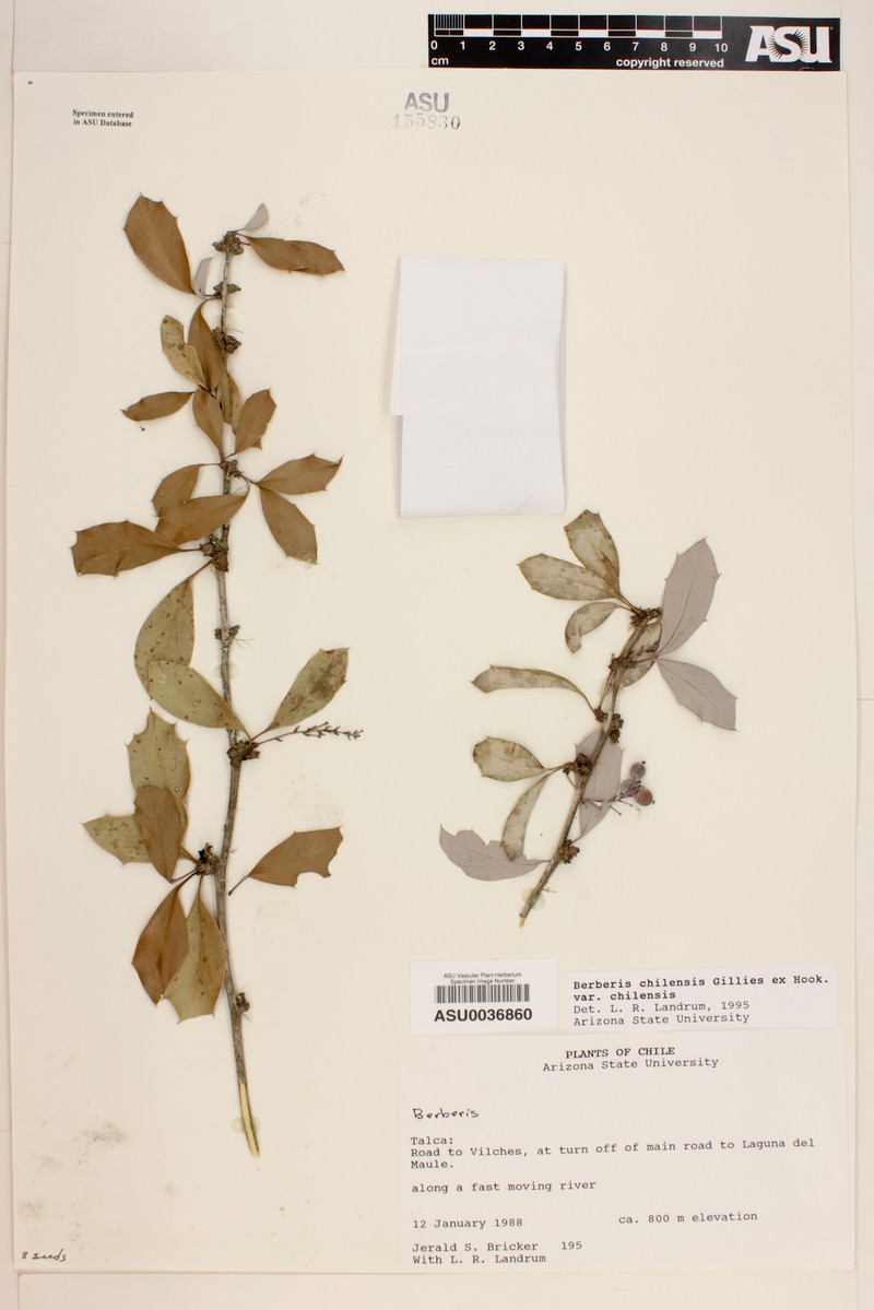 Berberis chilensis var. chilensis photo 2