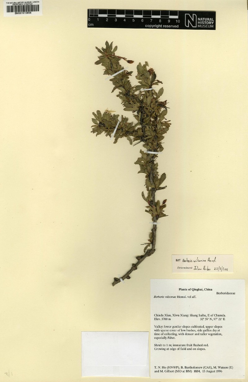 Berberis chinduensis