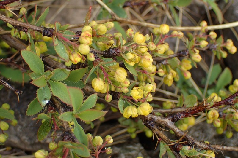 Berberis croatica