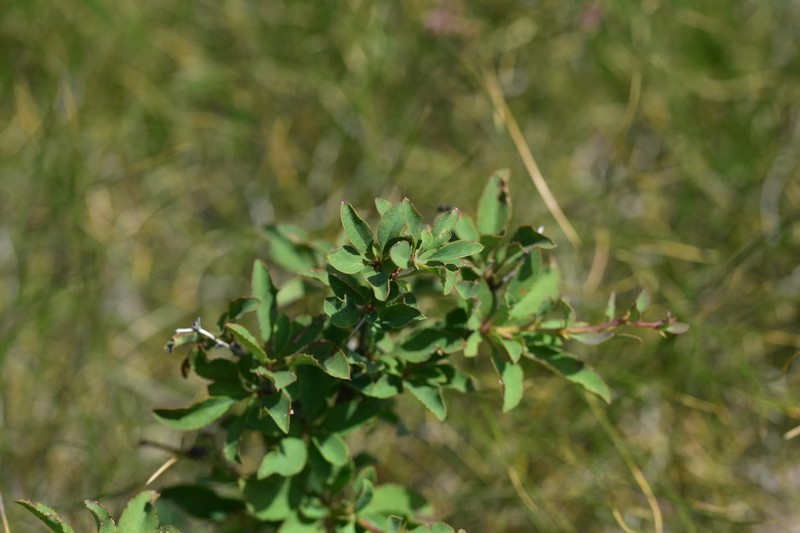 Berberis croatica photo 3