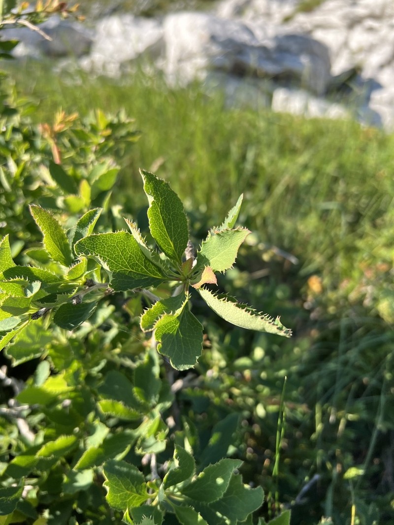 Berberis croatica photo 4