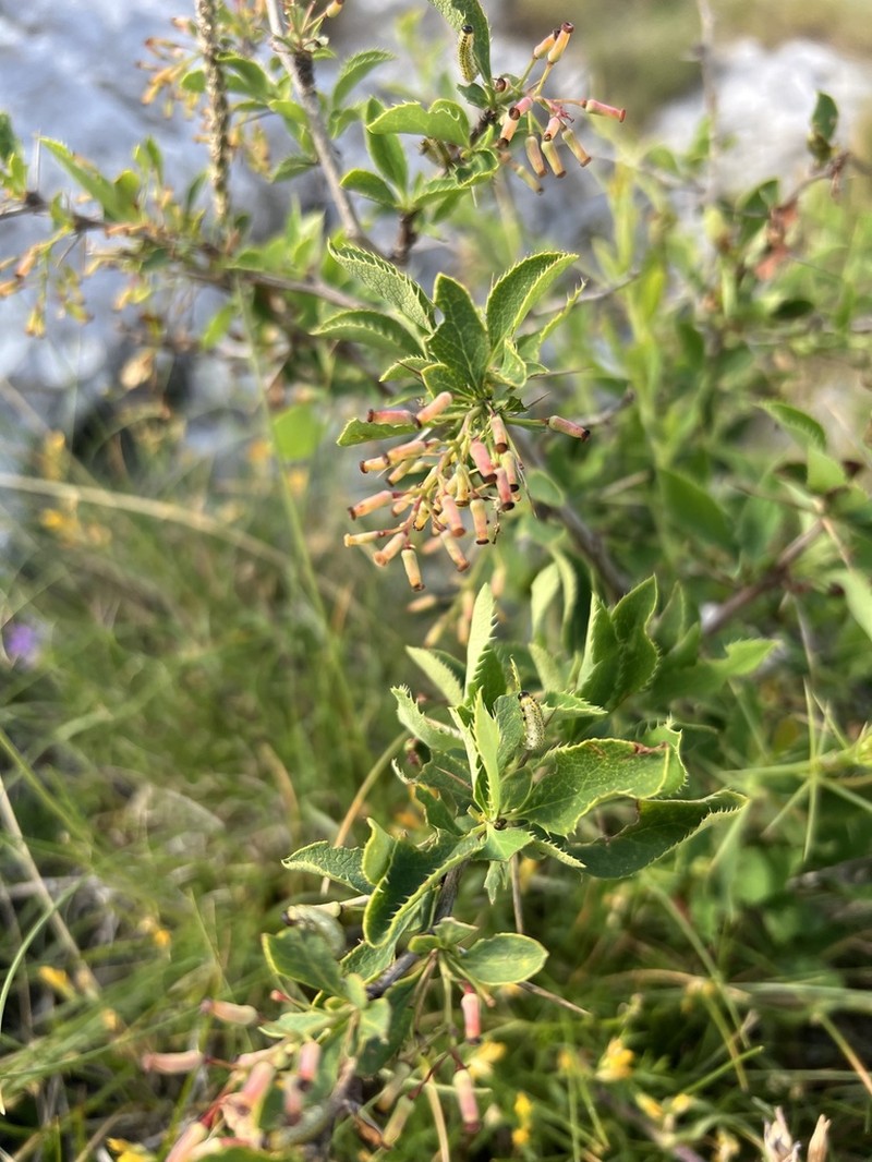 Berberis croatica photo 5