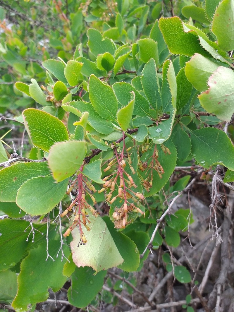 Berberis croatica photo 6