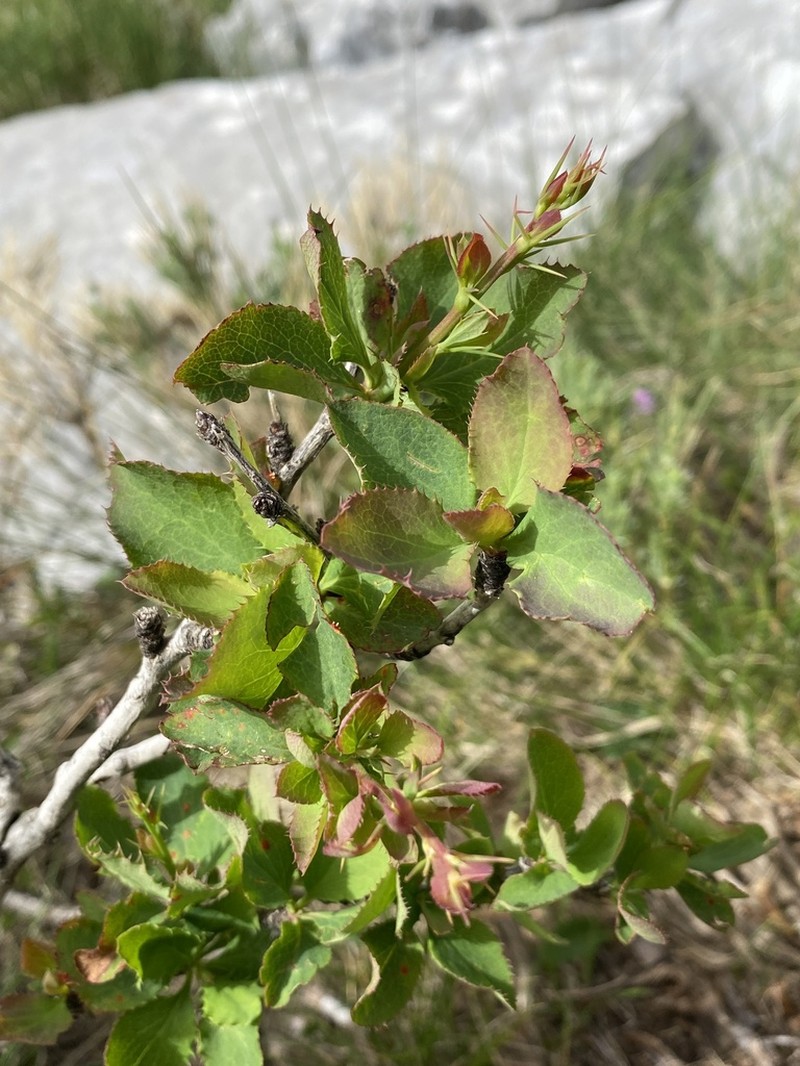 Berberis croatica photo 7