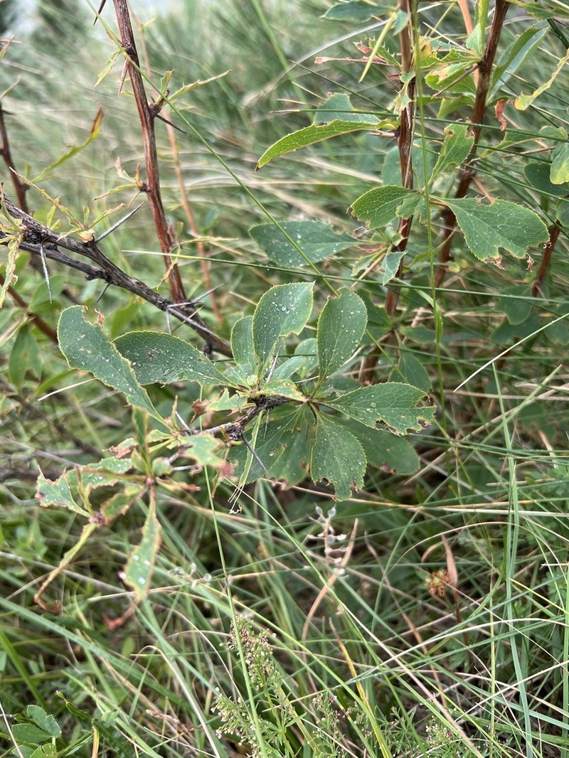 Berberis croatica photo 8