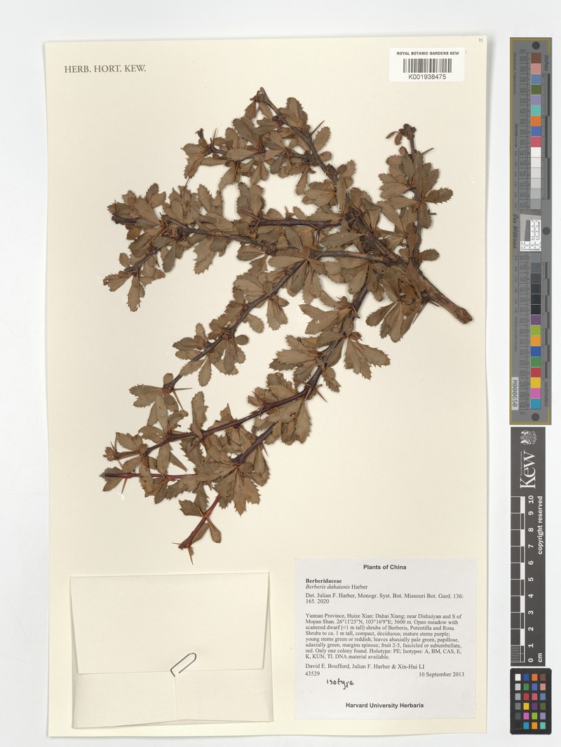 Berberis dahaiensis