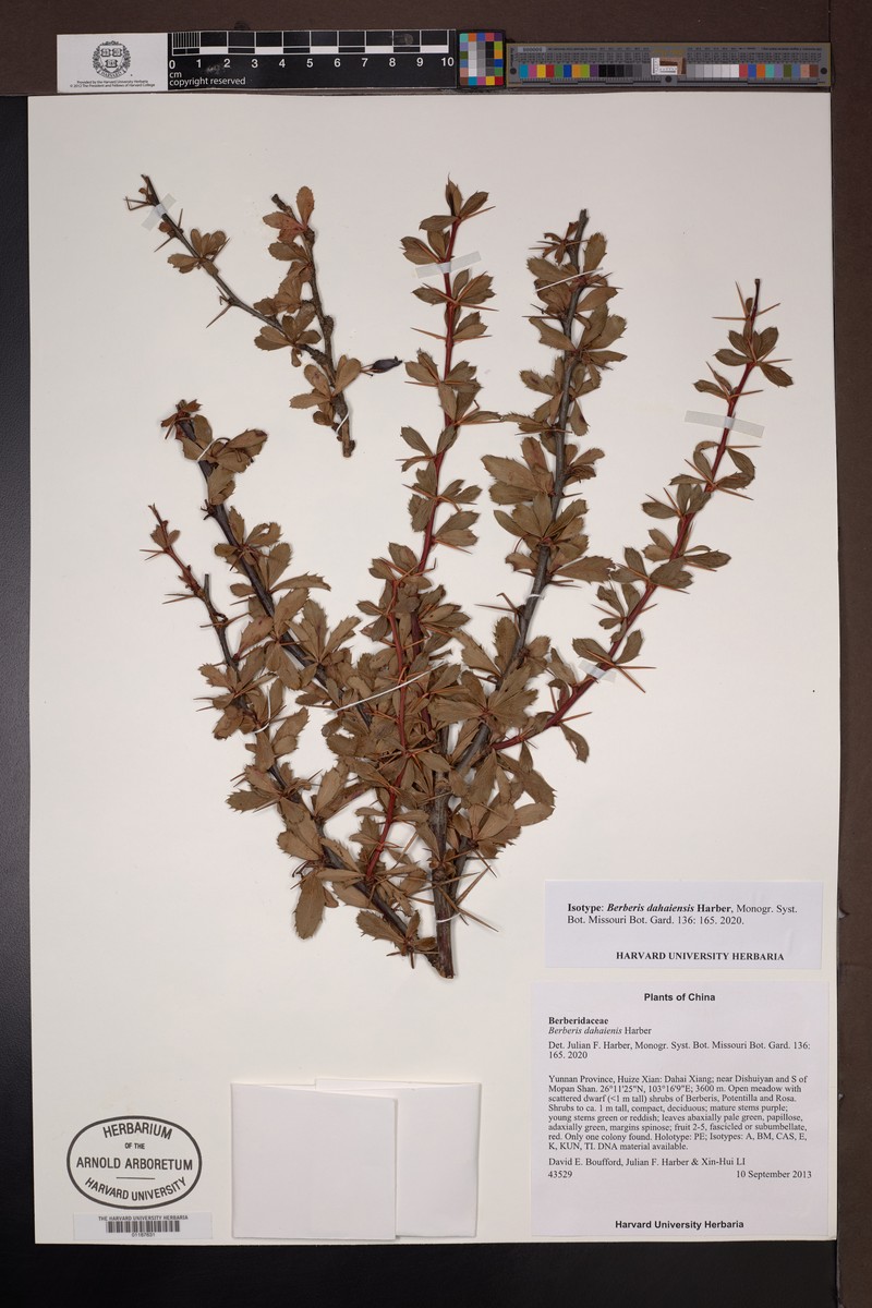Berberis dahaiensis photo 2