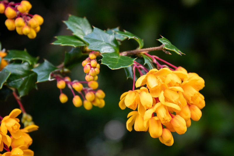 Darwin's Berberis photo 6