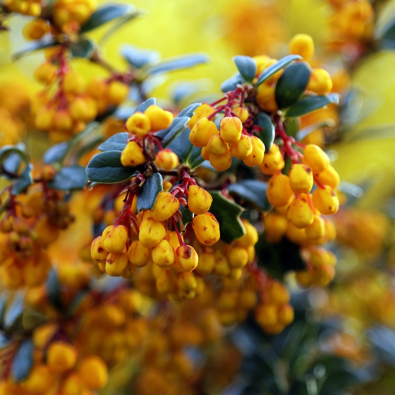 Darwin's Berberis photo 7