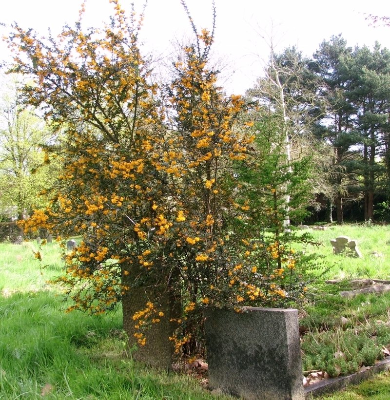 Darwin's Berberis photo 8