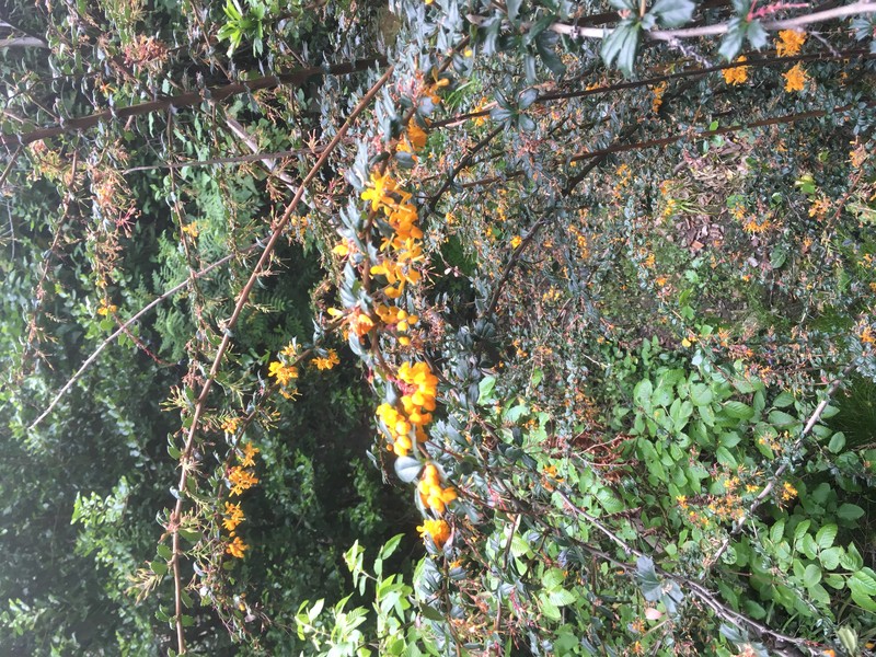 Darwin's Berberis photo 2