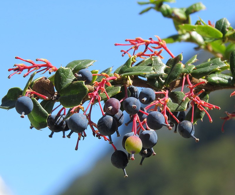 Darwin's Berberis photo 3