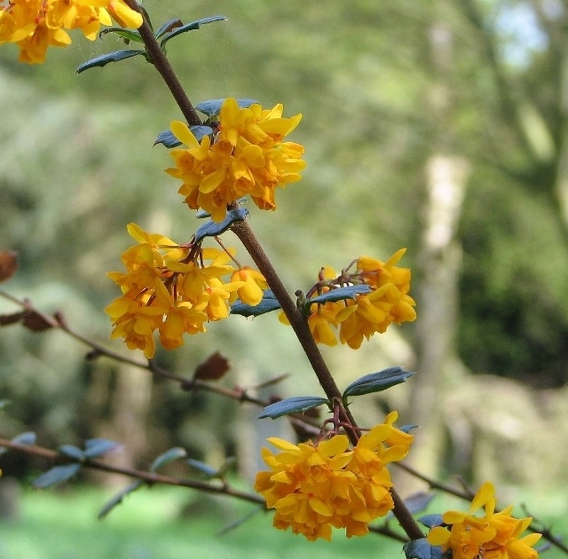 Darwin's Berberis photo 4