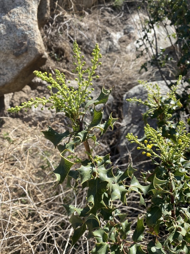 Shining Netvein Barberry